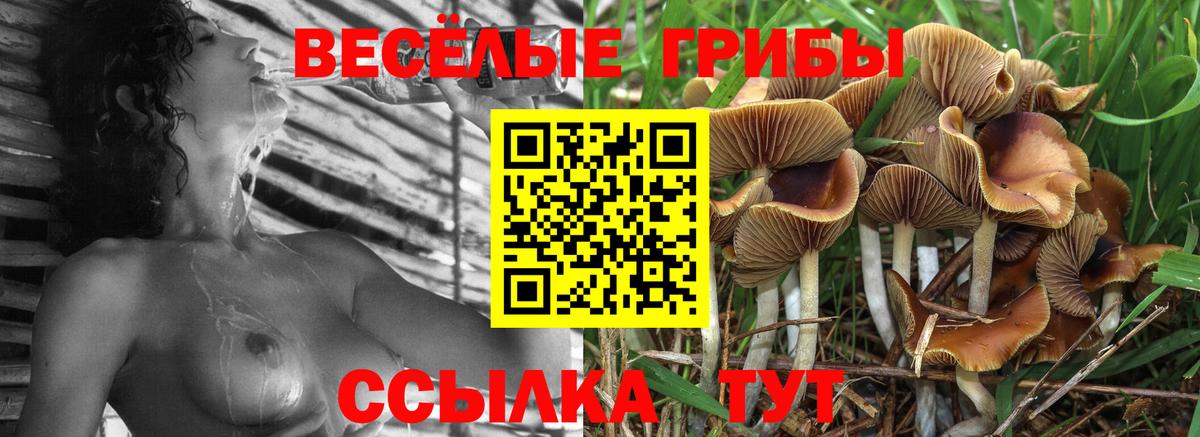 Миасс  Галлюциногенные грибы Cubensis  Вход с VPN 
